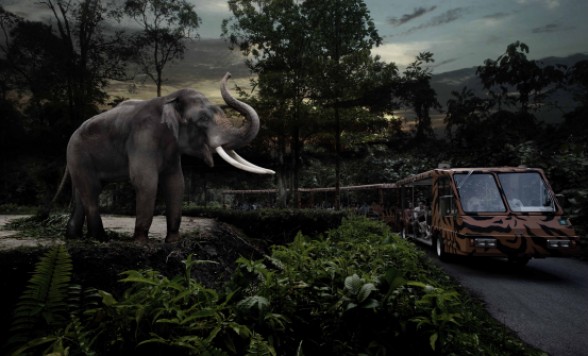 大人気！ナイトサファリ